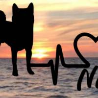 Aufkleber Herzlinie Heartbeat Hund Shiba Inu Bild 1