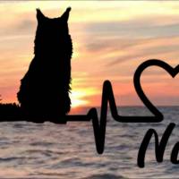 Aufkleber Herzlinie Heartbeat Katze Maine Coon Bild 1