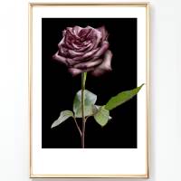 Bilderset - ROSEN ROSES BURGUND BLACK 3er Prints Bilder Poster Bilderset Kunstdrucke dekorativ Bild 5