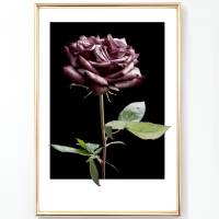 Bilderset - ROSEN ROSES BURGUND BLACK 3er Prints Bilder Poster Bilderset Kunstdrucke dekorativ Bild 6