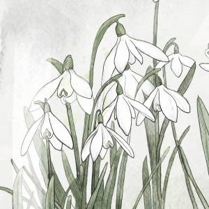 Schneeglöckchen Terrarium Fine Art Print, Frühlingsdruck, weiße Blumen Kunstdruck Bild 3