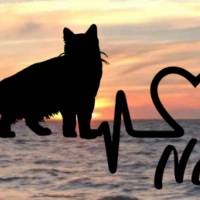 Aufkleber Herzlinie Heartbeat Katze Norwegische Waldkatze Bild 1