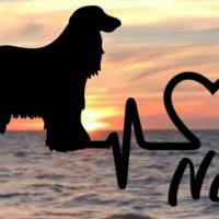 Aufkleber Herzlinie Heartbeat Afganischer Windhund Bild 1