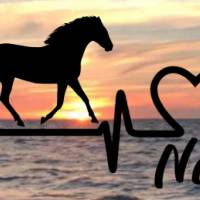 Aufkleber Herzlinie Heartbeat Pferd Haflinger Bild 1