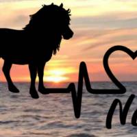 Aufkleber Herzlinie Heartbeat Pferd Shetlandpony Bild 1