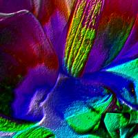 Blütenimpressionen strukturiert - Digital-ART - Kunstwerk limitiert auf 10 - Design  Ulrike Kröll Bild 4