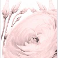 *Home* 3er Set in Rosè Handlettering Print Poster Kunstdruck Bild mit Spruch Zitat Frühlingsblumen Bild 3