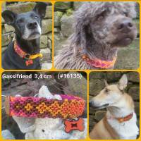 Neue Halsband-Serie #Gassifriend Hundehalsband Bild 3