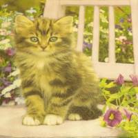 5 Servietten / Motivservietten  Katze auf Gartenstuhl / Blumen   T 367 Bild 1
