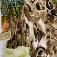 2000-jähriger Olivenbaum in Pedras d'el Rei (Portugal) - Original Aquarellmalerei, gerahmt Bild 2