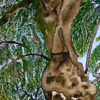 2000-jähriger Olivenbaum in Pedras d'el Rei (Portugal) - Original Aquarellmalerei, gerahmt Bild 3
