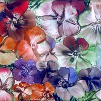 Kunst–Postkarte - „Sommerblüten“ Bild 1