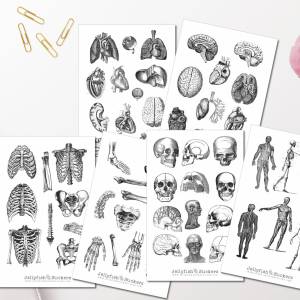 Vintage Anatomie Sticker Set | Aufkleber Körper | Journal Sticker | Sticker Knochen | Sticker schwarz weiß | Sticker Kör Bild 1