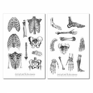 Vintage Anatomie Sticker Set | Aufkleber Körper | Journal Sticker | Sticker Knochen | Sticker schwarz weiß | Sticker Kör Bild 5