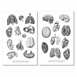 Vintage Anatomie Sticker Set | Aufkleber Körper | Journal Sticker | Sticker Knochen | Sticker schwarz weiß | Sticker Kör Bild 7