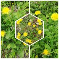 Bastelzubehör, Löwenzahnsamen, Pusteblumen Samen getrocknet Schirmfliegersamen, zum Basteln, Naturmaterial Bild 5