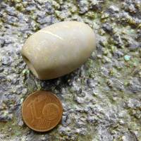 große antike Stein-Perle aus der Sahara - grauer Saharastein - oval - 29mm Bild 2