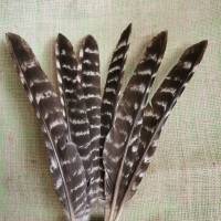 Flügel-Federn, 6 Stück vom Truthahn (Fed6) Bild 1