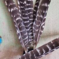 Flügel-Federn, 6 Stück vom Truthahn (Fed6) Bild 3