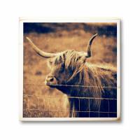 Hochlandrind, Galloway Rind, Schottland, Isle of Skye, Foto auf Holz 22x22 cm, handmade Bild 2