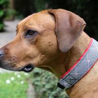 Halsband GEO mit Zugstopp Hund, Hundehalsband mit tollem Muster, Martingale Bild 4