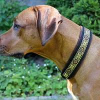 Halsband MEDIVAL mit Zugstopp für deinen Hund, Rhodesian Ridgeback, Hundehalsband, Martingale Bild 3