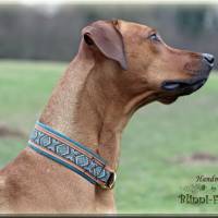 Halsband MEDIVAL mit Zugstopp für deinen Hund, Rhodesian Ridgeback, Hundehalsband, Martingale Bild 6