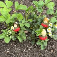 Erdbeer Mini - Blumenkind - Jahreszeitentisch - Sommer Bild 9