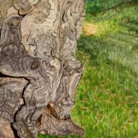 Iberischer Olivenbaum - Original Aquarellmalerei, gerahmtes Unikat Bild 4