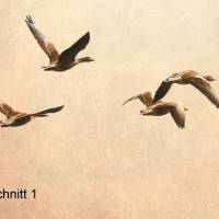 Leinwandbild Wildgänse fliegen am Himmel, Collage, Fotografie, Vintage Retro Fotogemälde, Geschenk Bild 5