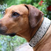 Halsband TRIANGEL mit Zugstopp Hund, Hundehalsband mit tollem Muster, Martingale Bild 6