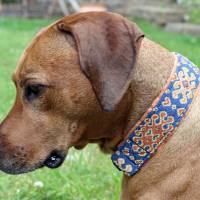 MUSTERVERKAUF Hundehalsband, verschiedene Desings, Zugstopp Halsband für Hunde, Martingale, Rhodesian Ridgeback SALE Bild 4