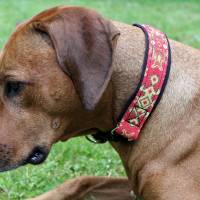 MUSTERVERKAUF Hundehalsband, verschiedene Desings, Zugstopp Halsband für Hunde, Martingale, Rhodesian Ridgeback SALE Bild 6