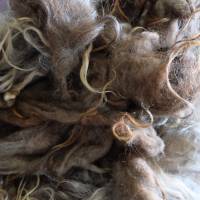 100 Gramm gewaschene Rohwolle vom Spaelsau Schaf, braun. Zum Filzen, Spinnen und Basteln Bild 3