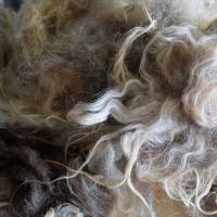 100 Gramm gewaschene Rohwolle vom Spaelsau Schaf, braun. Zum Filzen, Spinnen und Basteln Bild 4