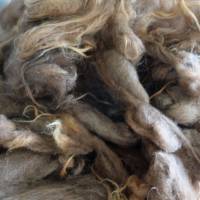 100 Gramm gewaschene Rohwolle vom Spaelsau Schaf, braun. Zum Filzen, Spinnen und Basteln Bild 5