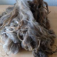 100 Gramm gewaschene Rohwolle vom Spaelsau Schaf, braun. Zum Filzen, Spinnen und Basteln Bild 6