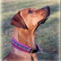 MUSTERVERKAUF Hundehalsband, verschiedene Desings, Zugstopp Halsband für Hunde, Martingale, Rhodesian Ridgeback SALE Bild 7