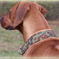 MUSTERVERKAUF Hundehalsband, verschiedene Desings, Zugstopp Halsband für Hunde, Martingale, Rhodesian Ridgeback SALE Bild 9