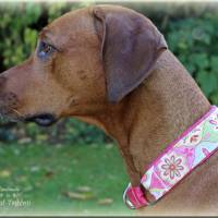 MUSTERVERKAUF Hundehalsband, verschiedene Desings, Zugstopp Halsband für Hunde, Martingale, Rhodesian Ridgeback SALE Bild 10