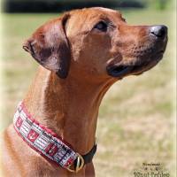 MUSTERVERKAUF Hundehalsband, verschiedene Desings, Zugstopp Halsband für Hunde, Martingale, Rhodesian Ridgeback SALE Bild 10