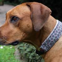 MUSTERVERKAUF Hundehalsband, verschiedene Desings, Zugstopp Halsband für Hunde, Martingale, Rhodesian Ridgeback SALE Bild 5