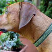 Halsband mit Klickverschluss, Hundehalsband mit verschiedenen Designs, Breiten und Größen Bild 5