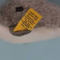 Steiff Tier Delfin Clippy 15 cm Bild 5