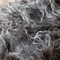 100 Gramm Wolle vom Norsk Spaelsau, dunkelgrau, zum Spinnen, Filzen, Basteln Bild 4