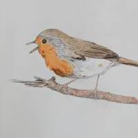 Bild Zeichnung Vogel Rotkehlchen Bild 5
