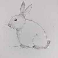 Zeichnung Bild Kaninchen Häschen Hase Bild 1