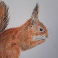 Aquarell Bild Gemälde Eichhörnchen Bild 4