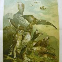 1897 Farblithographie- Deutsche Raubvögel ,schöne Doppelseite mit verschiedenen Vögeln. Bild 1