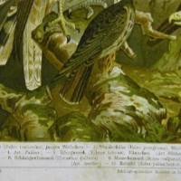 1897 Farblithographie- Deutsche Raubvögel ,schöne Doppelseite mit verschiedenen Vögeln. Bild 2